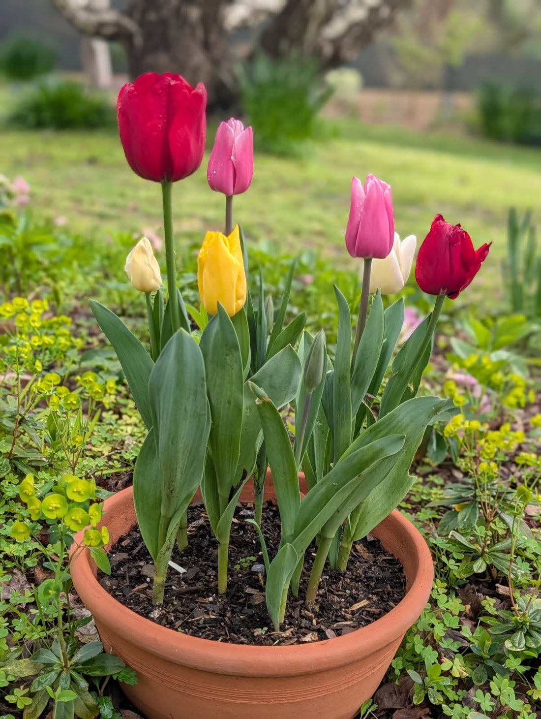 Crayon cups, golden fluff, and flying confetti: What’s blooming in my garden?