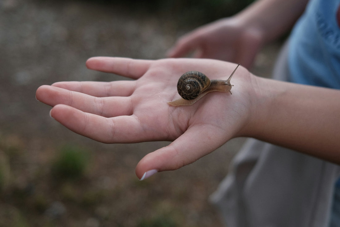 Snail Hunting in Spring !